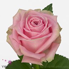 Rosa grootbloemig Heidi!