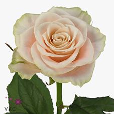 Rosa grootbloemig Charmant