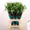 Chasmanthium latifolium 'Mantis'