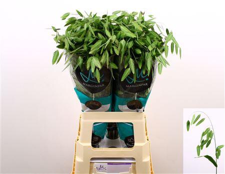 Chasmanthium latifolium 'Mantis'
