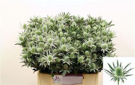 Eryngium Sirius Questar