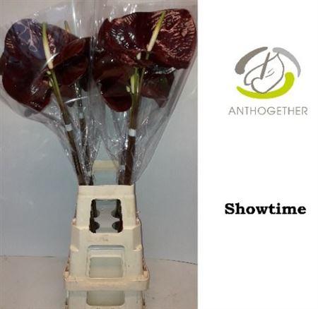 Anthurium (Andreanum Grp) Showtime