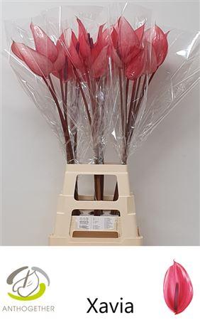 Anthurium (Andreanum Grp) Xavia