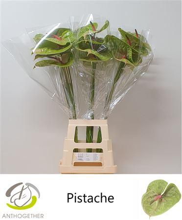 Anthurium (Andreanum Grp) Pistache