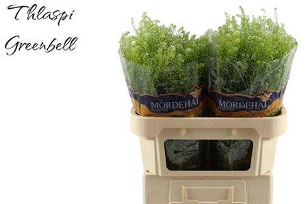 Lepidium ruderale Green Bell