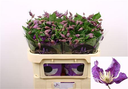 Clematis Amazing Sydney