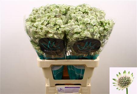 Astrantia major Billion Stars XL