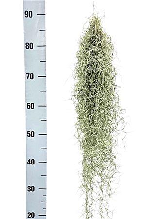 Tillandsia usneoides