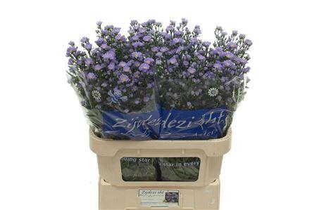 Aster (Universum Grp) 'Cassandra'