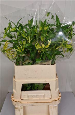 Gloriosa 'Sparkling Stripe'