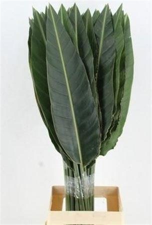 Strelitzia reginae