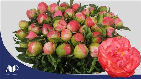 Paeonia (Herb. Hybrid Grp) 'Coral Sunset'