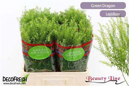 Lepidium virginicum Green Dragon