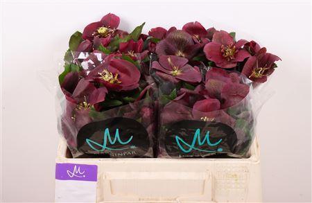 Helleborus 'Classic One'
