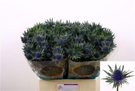 Eryngium Aquarius Questar