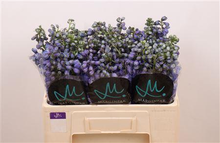 Delphinium dubbelbloemig (Elatum Grp) 'Guardian Blue'