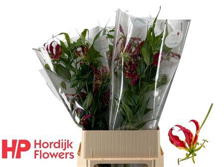Gloriosa superba 'Rothschildiana'