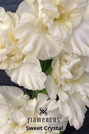 Gladiolus (Large-flowered Grp) 'Sweet Crystal'