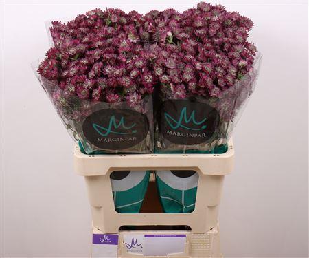 Snijbloemen overig