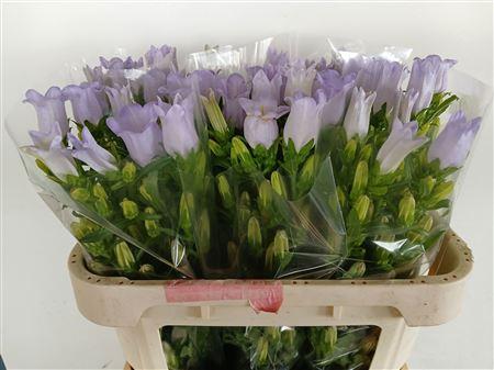 Campanula medium 'Champion Lavender'