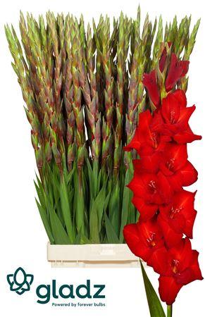 Gladiolus (Large-flowered Grp) 'Red Balance'