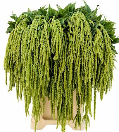 Amaranthus caudatus 'Viridis'
