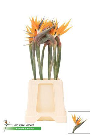 Strelitzia reginae (bloem)