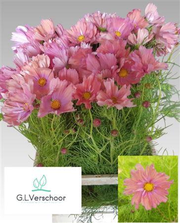 Cosmos bipinnatus