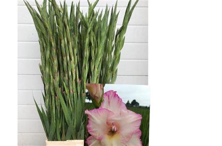 Gladiolus (Large-flowered Grp) 'Priscilla'