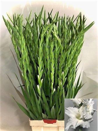 Gladiolus (Large-flowered Grp) 'Nova Zembla'