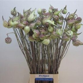 Asclepias syriaca