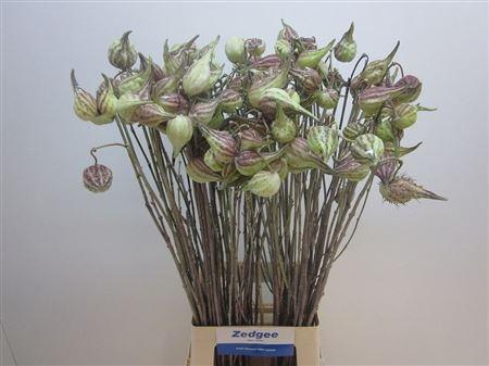 Asclepias syriaca