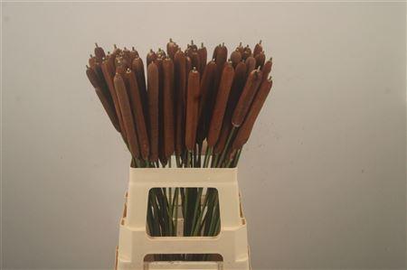 Typha latifolia