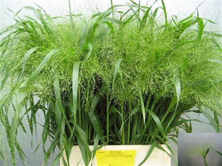 Panicum virgatum 'Fontaine'