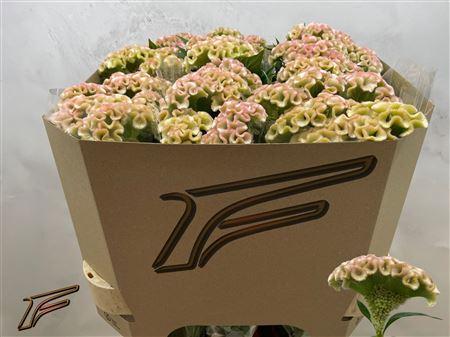 Snijbloemen overig