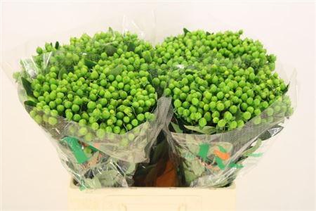Hypericum inodorum Magical Mirage