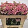Achillea millefolium 'Bianca Classic'