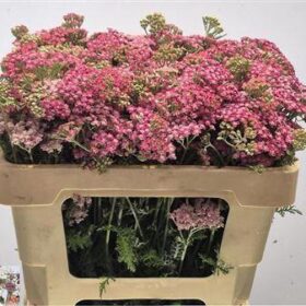 Achillea millefolium 'Bianca Classic'