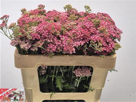 Achillea millefolium 'Bianca Classic'