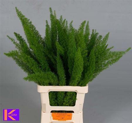 Asparagus densiflorus 'Myers'