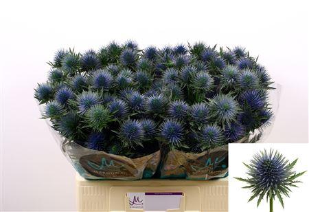 Eryngium 'Magnetar'