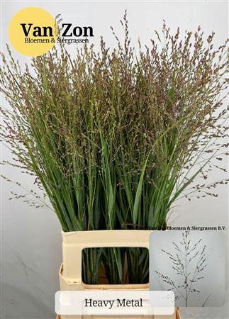 Panicum virgatum 'Heavy Metal'