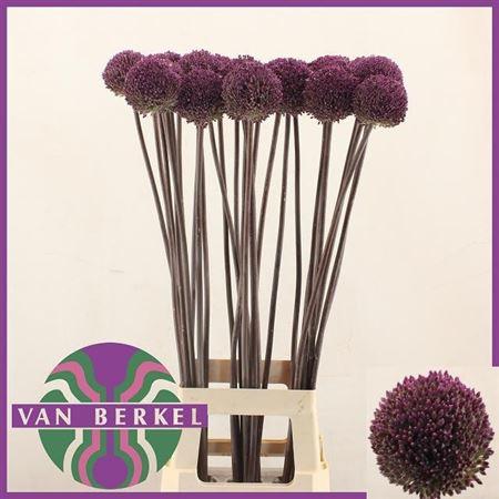 Allium 'Summer Drummer'