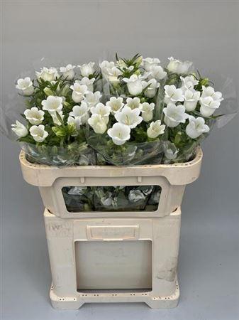 Campanula medium 'Champion White'