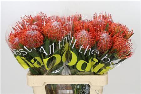 Leucospermum cordifolium 'Tango'