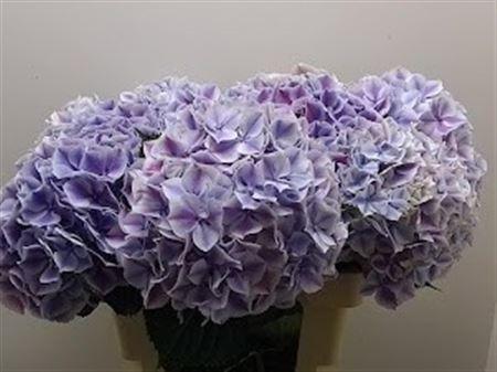 Hydrangea macrophylla 'Sunsation' (paars)