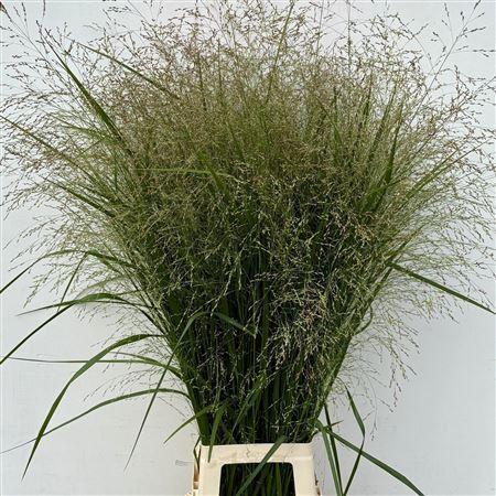 Panicum overig