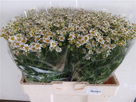 Tanacetum parthenium Cameron