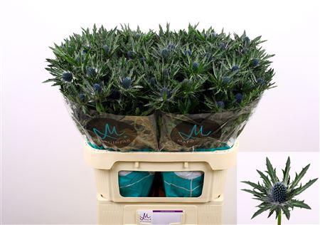 Eryngium Orion Questar