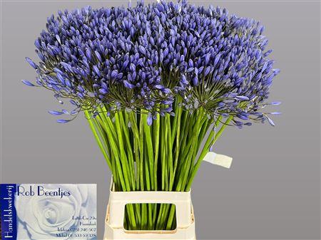 Agapanthus (Trumpet Grp) 'Blue Giant'